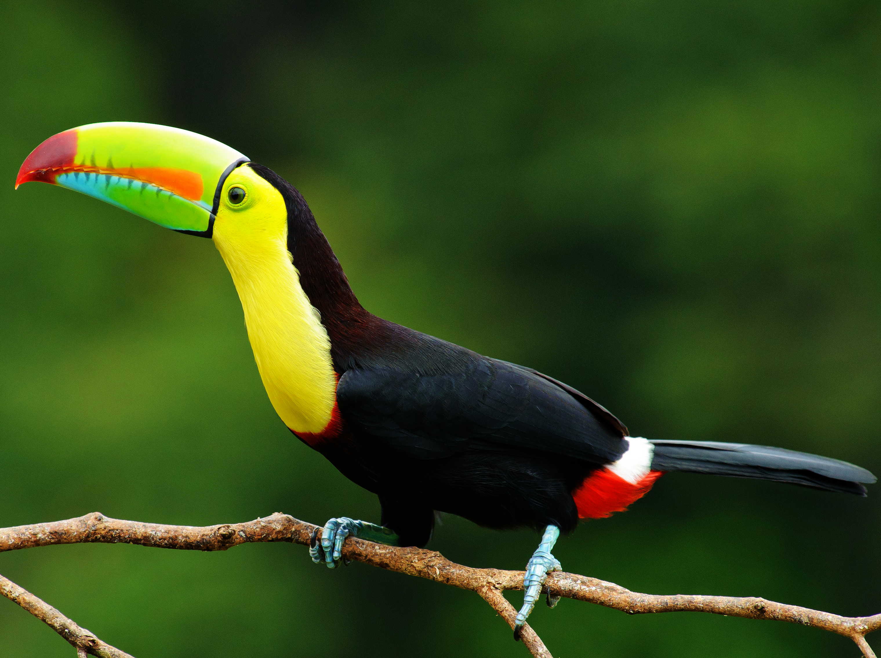 A colorful toucan perched on a branch against a blurred green background.